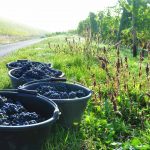 Weingut Weber, Monzingen (Nahe)